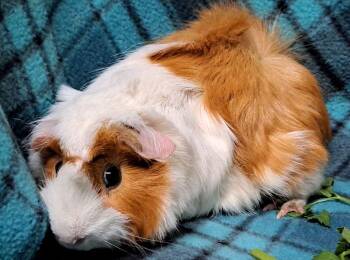 Rescue Abyssinian Guinea Pigs for Adoption in Chicago Heights, Illinois - Annie | PetCurious